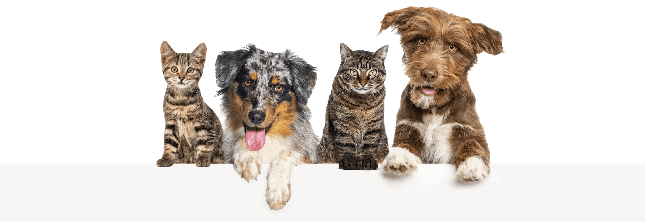 line of dogs and cats