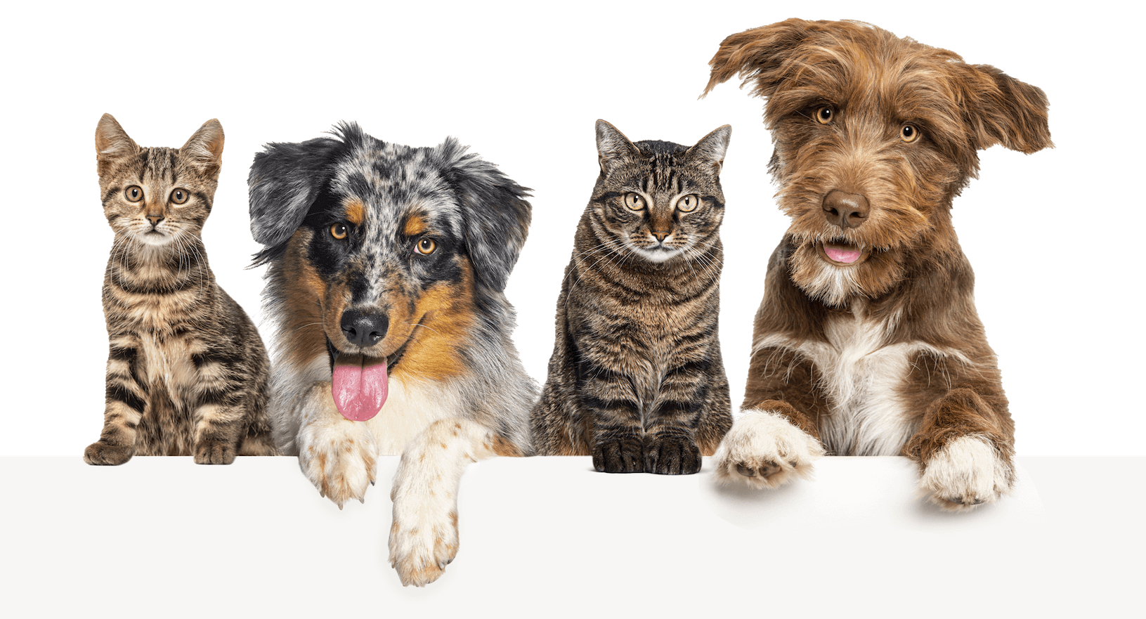 line of dogs and cats